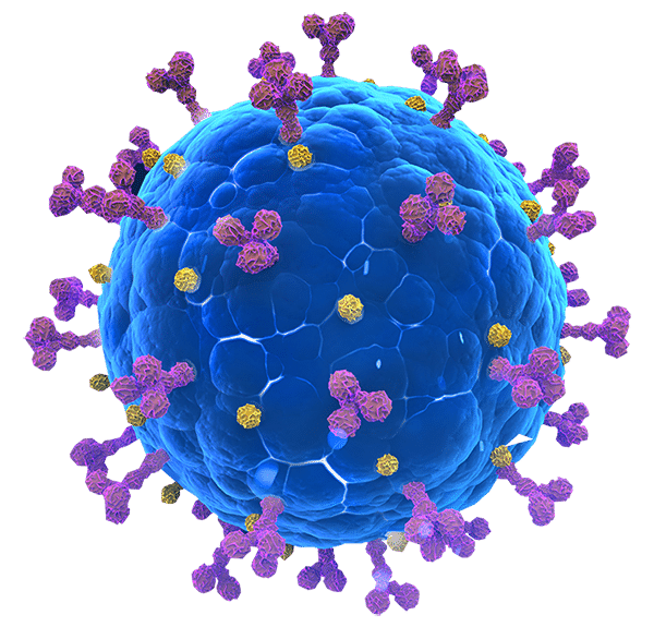 Targeting Coronavirus with immunology translations